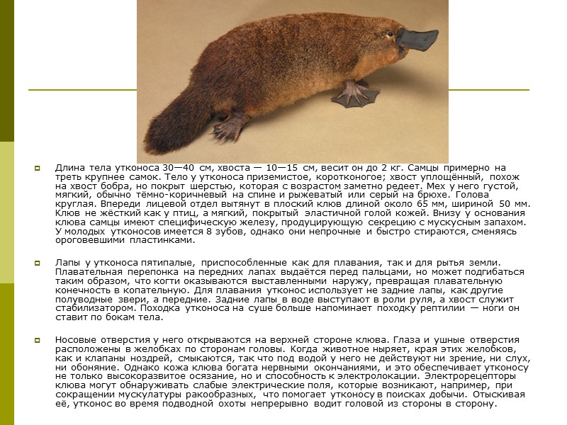 Длина тела утконоса 30—40 см, хвоста — 10—15 см, весит он до 2 кг.